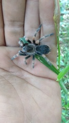 Brachypelma hamorii