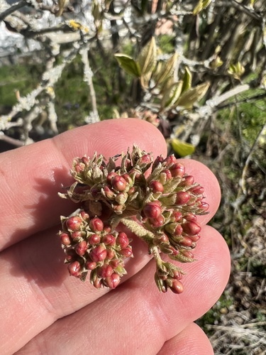 Viburnum carlesii