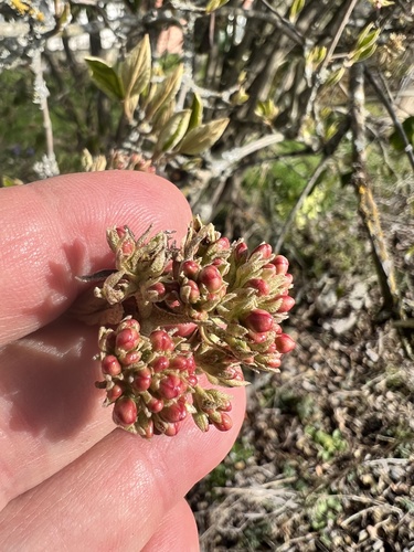 Viburnum carlesii