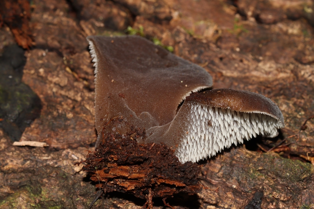 Pseudohydnum brunneovelutinum
