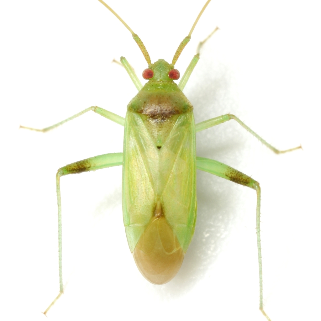 Creontiades debilis