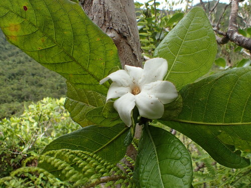 Gardenia remyi