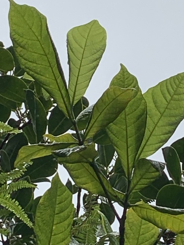 Gardenia remyi