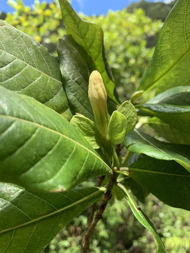 Gardenia remyi observed 2020-07-01