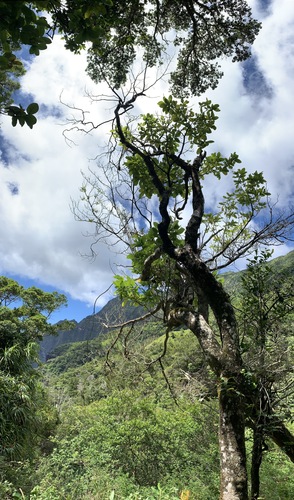 Gardenia remyi observed 2021-07-15