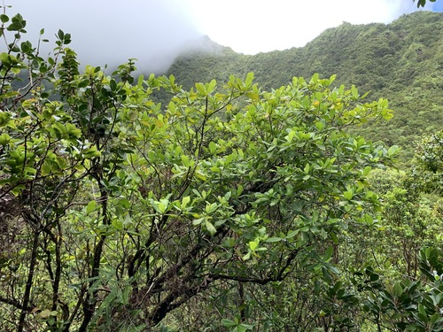 Gardenia remyi observed 2021-08-03