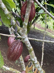 Theobroma cacao image