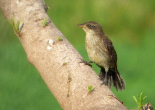 Unicolored Blackbird (Agelasticus cyanopus), photo 5