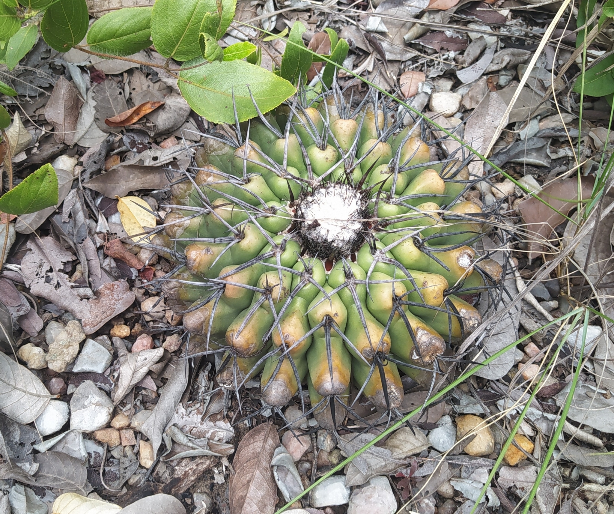 Discocactus diersianus