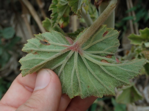 Begonia cinnabarina, photograph 5