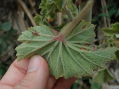 Begonia cinnabarina, photograph Nolan Exe, CC BY, iNaturalist via GBIF