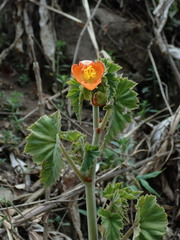 Begonia — photo 3