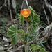 Begonia — photo 3