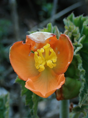 Begonia cinnabarina, photograph 4