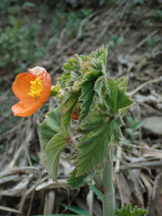 Begonia cinnabarina, photograph Nolan Exe, CC BY, iNaturalist via GBIF
