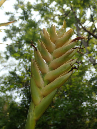Vriesea maxoniana, photograph 2