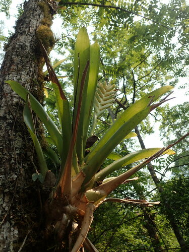 Vriesea maxoniana, photograph 1