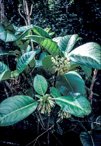 Koolau Range labordia (Labordia cyrtandrae)