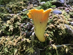 Cantharellus appalachiensis