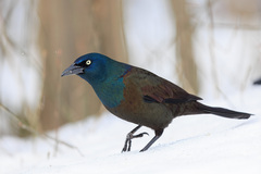 Common Grackle photo 2