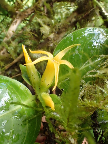 Degener's labordia (Labordia degeneri)