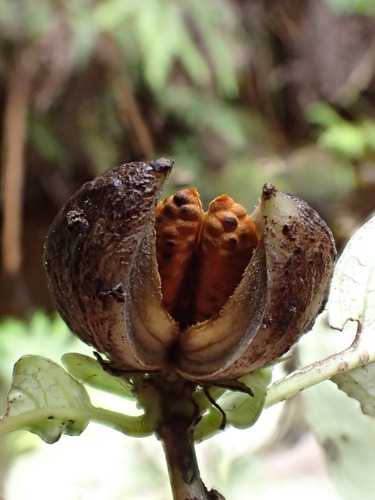 Geniostoma degeneri
