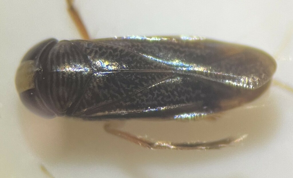 Sigara paludata