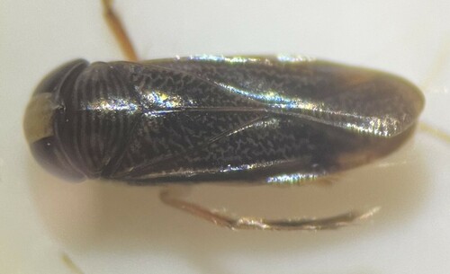 Sigara paludata