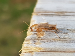 Ectobius pallidus
