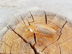 Ectobius pallidus