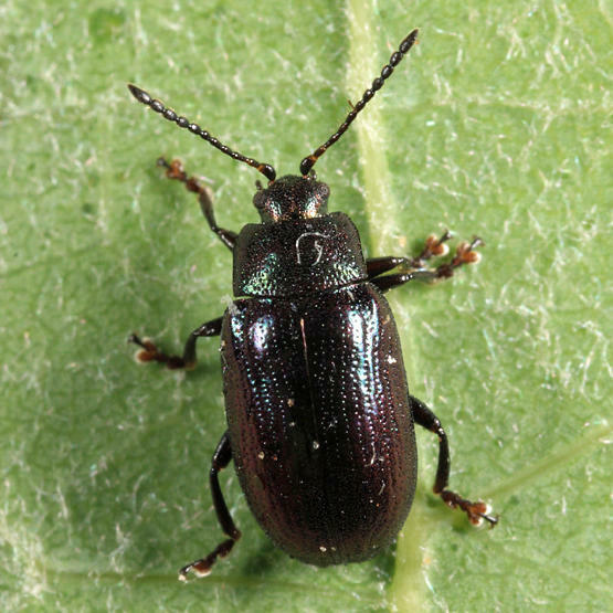 Phratora purpurea