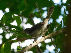 Thryomanes bewickii