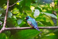 Trogon rufus image