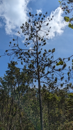 Pinus cubensis, 2023-03-08