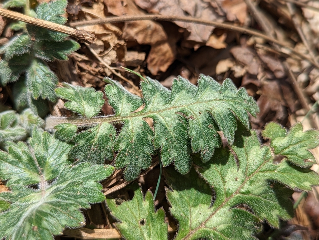 large-leaf-water-leaf-in-march-2023-by-natalie-inaturalist