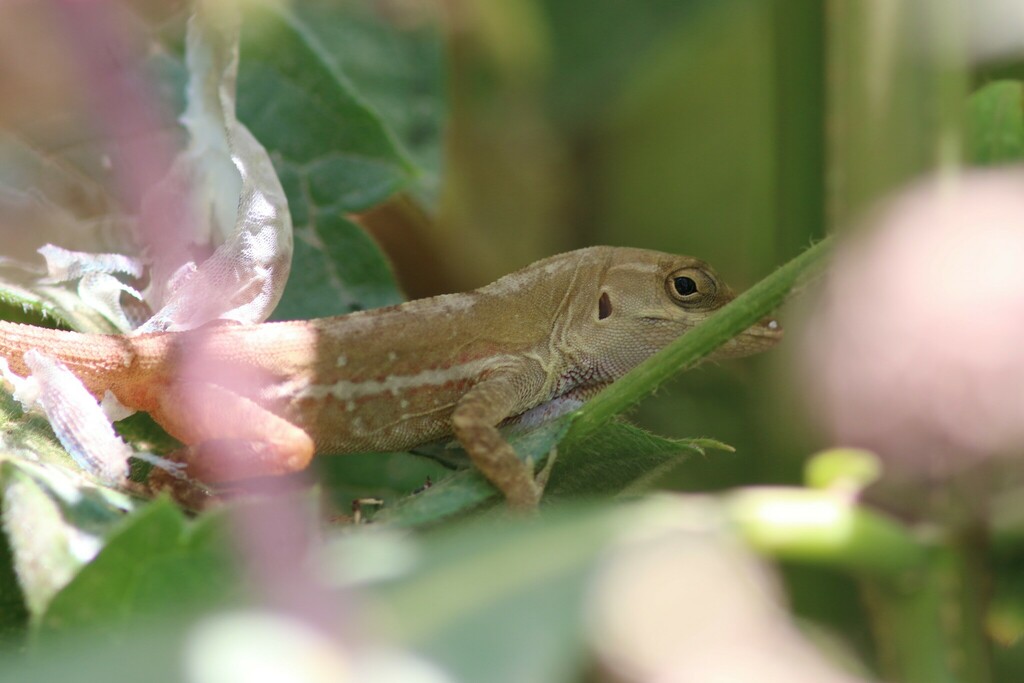 Zapotec Anole