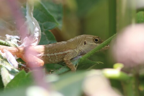 Zapotec Anole