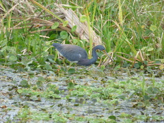 Egretta tricolor image