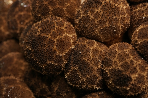 Dusky Puffball