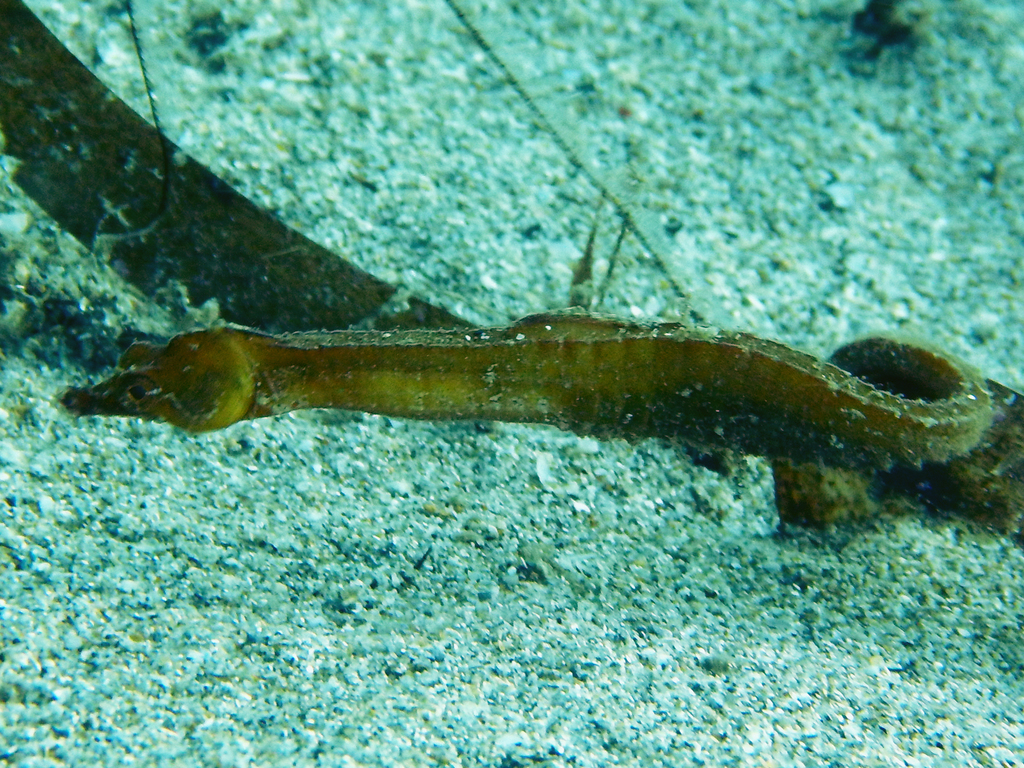 Dwarf pipehorse (Acentronura tentaculata) — Syngnathidae