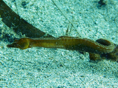 Shortpouch Pygmy Pipehorse photo 4