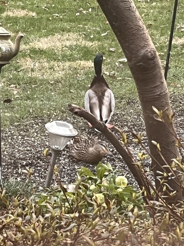 Mallard photographed in Kentucky