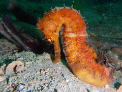 Hippocampus histrix