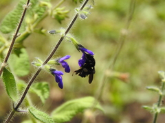 Bombus mexicanus image