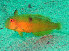 Iniistius aneitensis