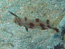 Iniistius aneitensis