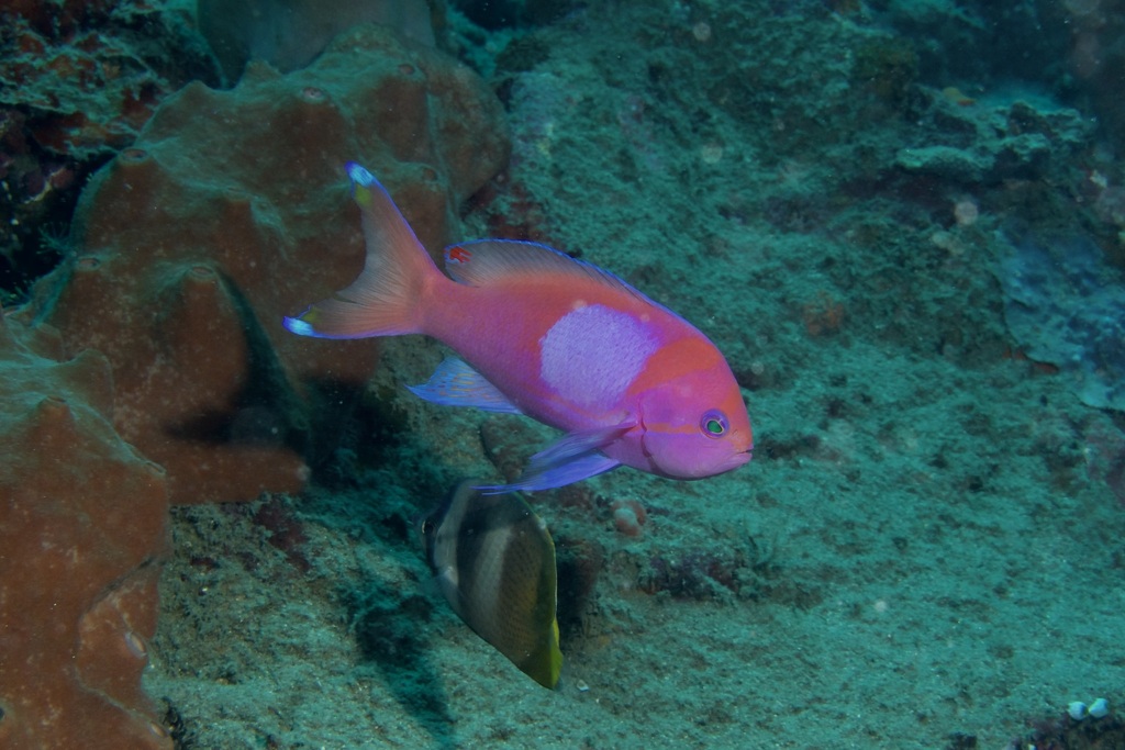 Blotched fairy basslet (Pseudanthias pleurotaenia) — Serranidae