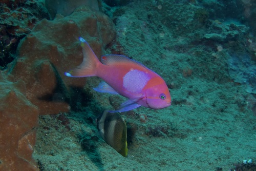 Blotched fairy basslet (Pseudanthias pleurotaenia) — Serranidae
