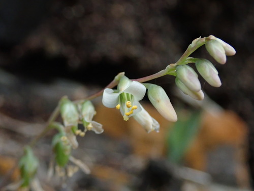 Fosterella penduliflora, photograph 5