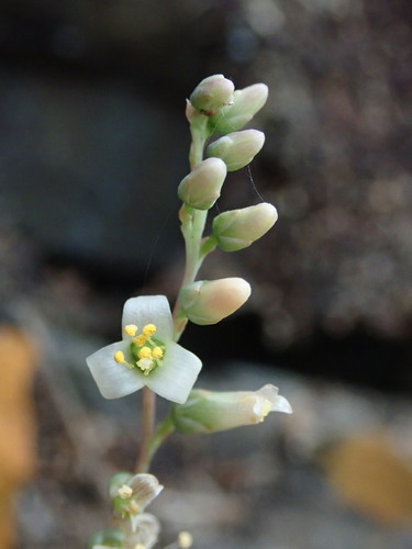Fosterella penduliflora, photograph 6